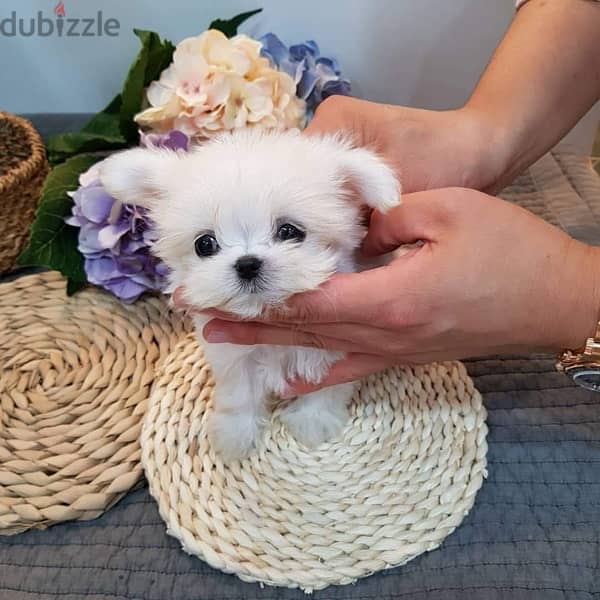 Male Maltese puppy available 0