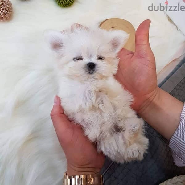 Male Maltese puppy available 1