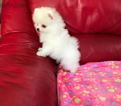 Playful Pomeranian puppy