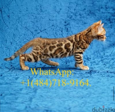 Trained Bengal for sale