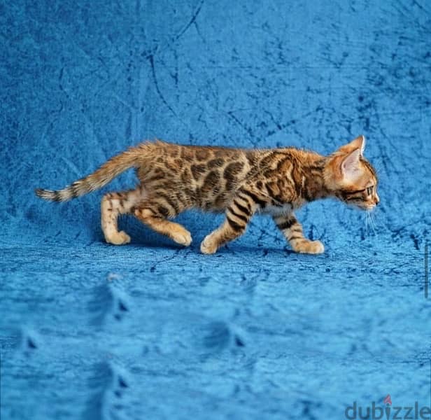 Trained Bengal for sale 1