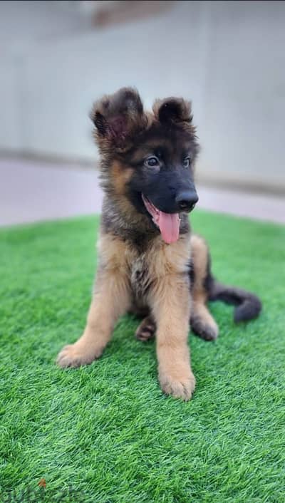 Purebred German Shepherd