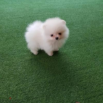 Playful Pomeranian for sale