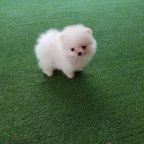 Playful Pomeranian for sale 0