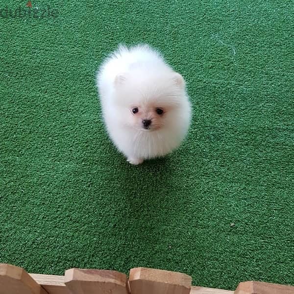 Playful Pomeranian for sale 1