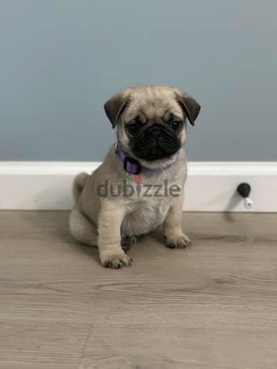 Male Pug puppy for sale