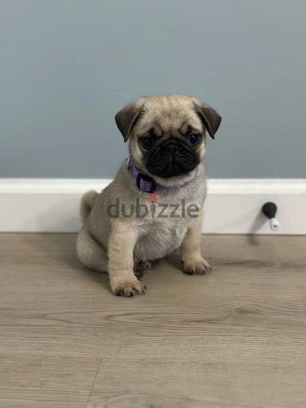 Male Pug puppy for sale 0