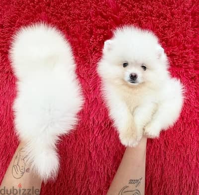 Beautiful white Pomeranian