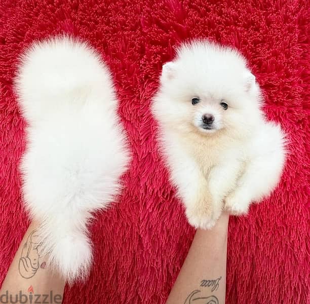 Beautiful white Pomeranian 0