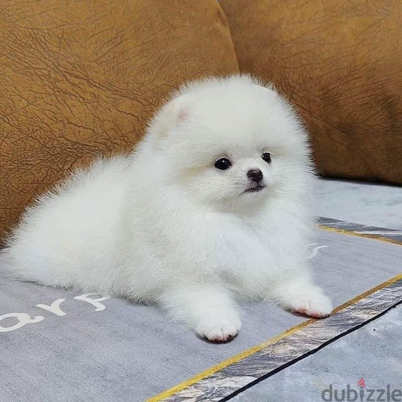 Teacup Pomeranian Puppies for sale | WhatsApp me : +237 6 72 68 67 03 0