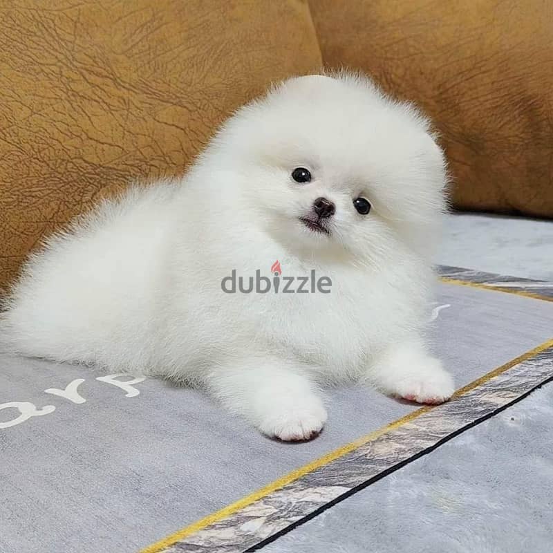 Teacup Pomeranian Puppies for sale | WhatsApp me : +237 6 72 68 67 03 1