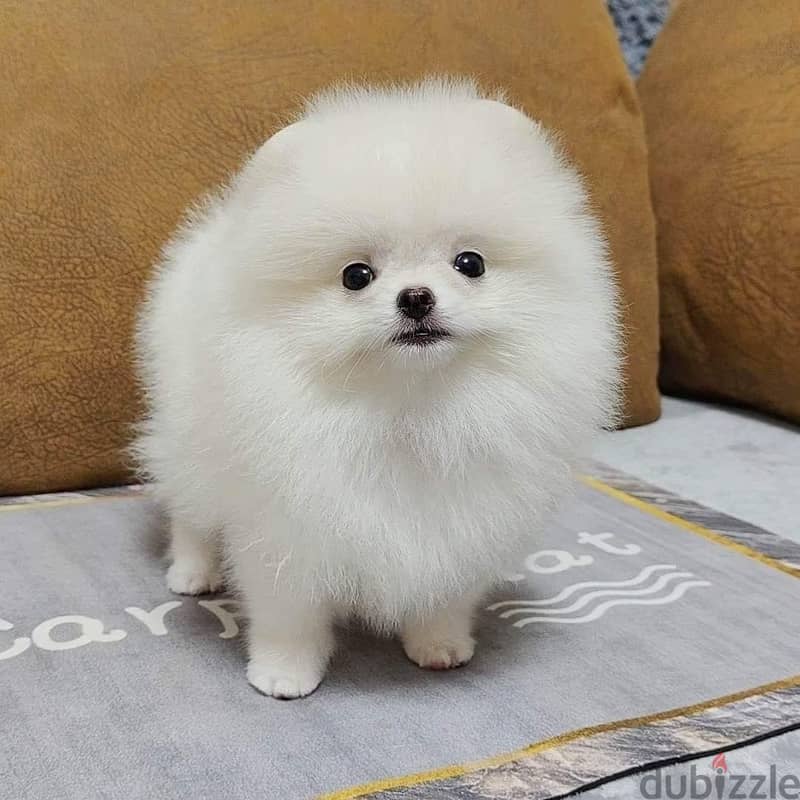 Teacup Pomeranian Puppies for sale | WhatsApp me : +237 6 72 68 67 03 2