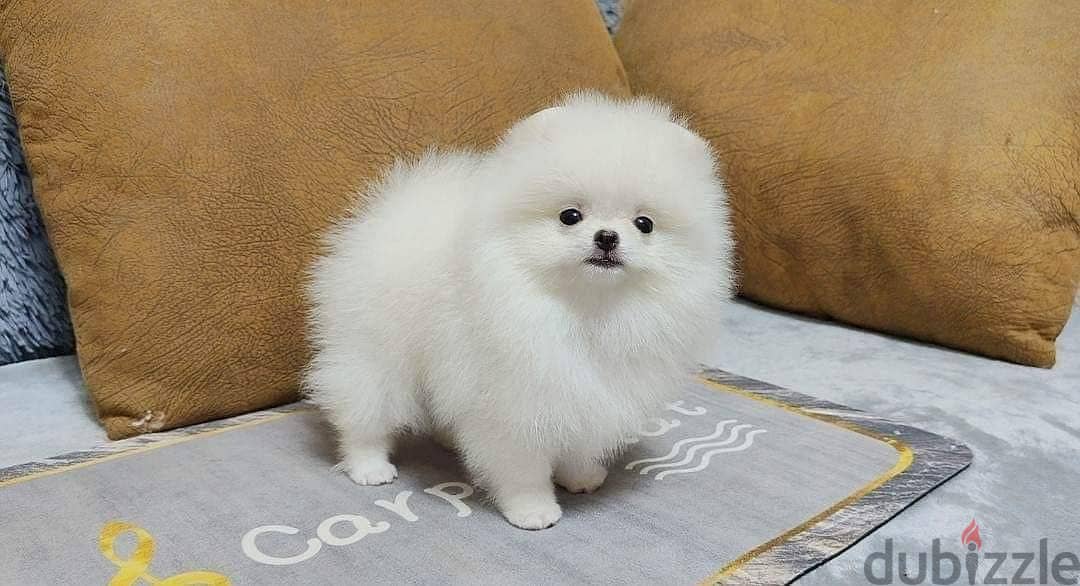 Teacup Pomeranian Puppies for sale | WhatsApp me : +237 6 72 68 67 03 3