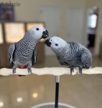 African Grey Parrots for sale | WhatsApp me : +237 6 72 68 67 03