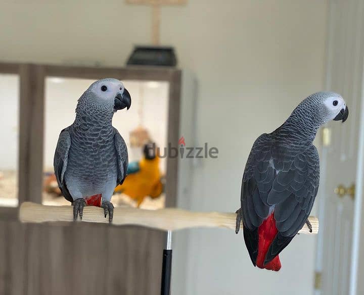 African Grey Parrots for sale | WhatsApp me : +237 6 72 68 67 03 1