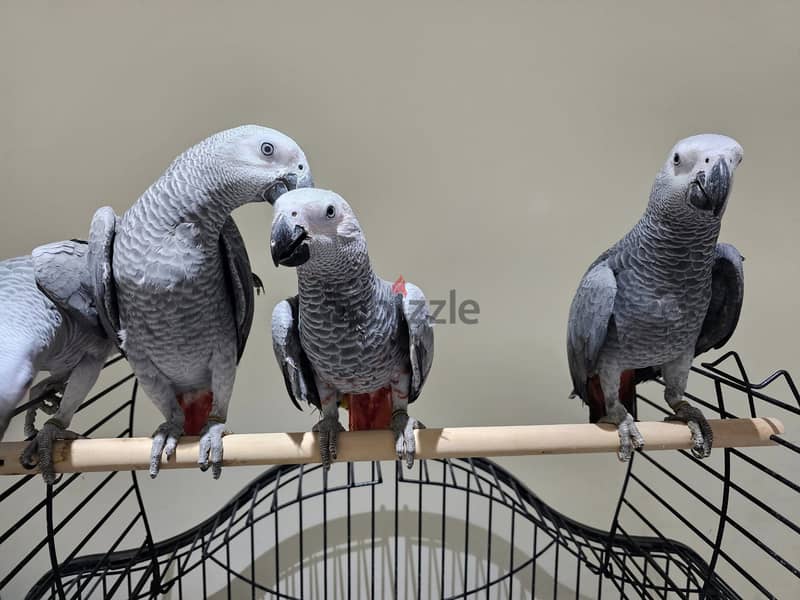 African Grey Parrots for sale | WhatsApp me : +237 6 72 68 67 03 2