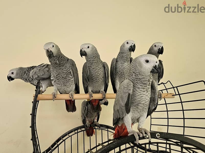 African Grey Parrots for sale | WhatsApp me : +237 6 72 68 67 03 3