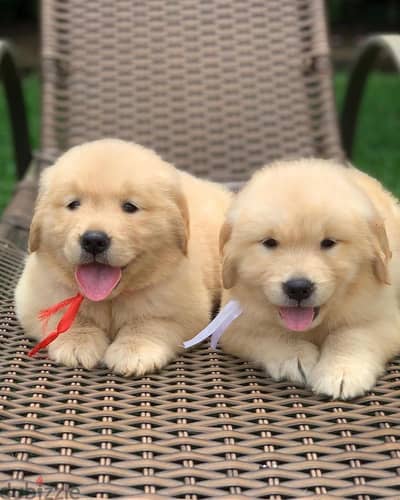 Golden Retriever // Whatsapp +97455937699