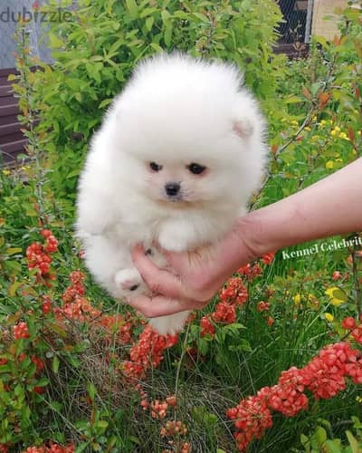 Pomeranian puppies// Whatsapp +97455937699