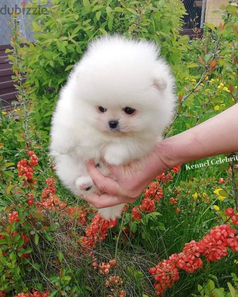 Pomeranian puppies// Whatsapp +97455937699 0