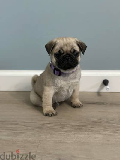 Male pug for sale