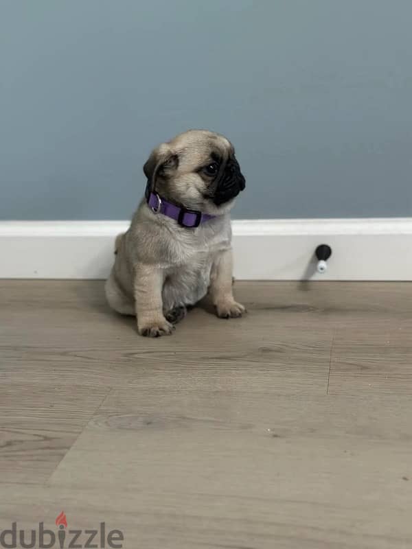 Male pug for sale 1