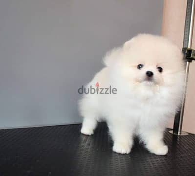 Purebred White Pomeranian for sale