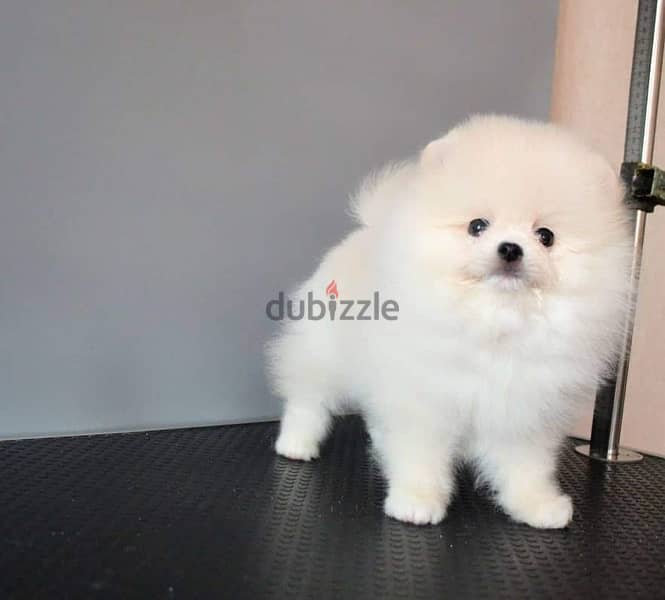 Purebred White Pomeranian for sale 0