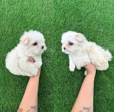 Female Maltese puppy