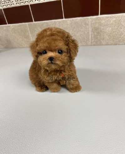 Tcup Female Poodle for sale