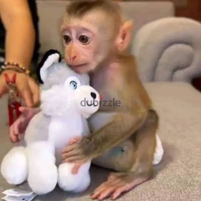 Capuchin Monkeys// Whatsapp +97455792932