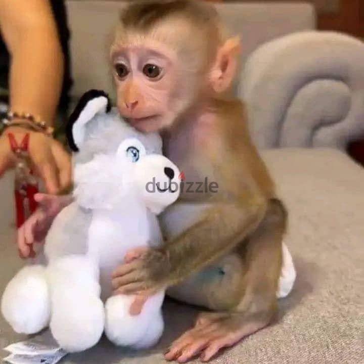 Capuchin Monkeys// Whatsapp +97455792932 0