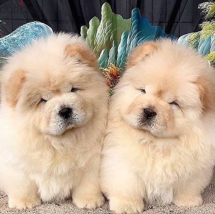 Chow chow puppies// WhatsApp +97455937699 0