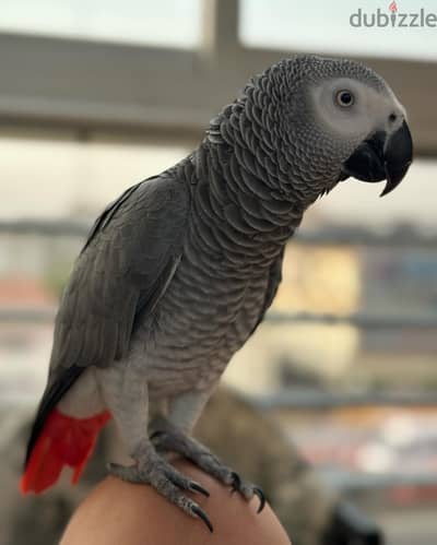 African grey parrot//  WhatsApp +97455792932