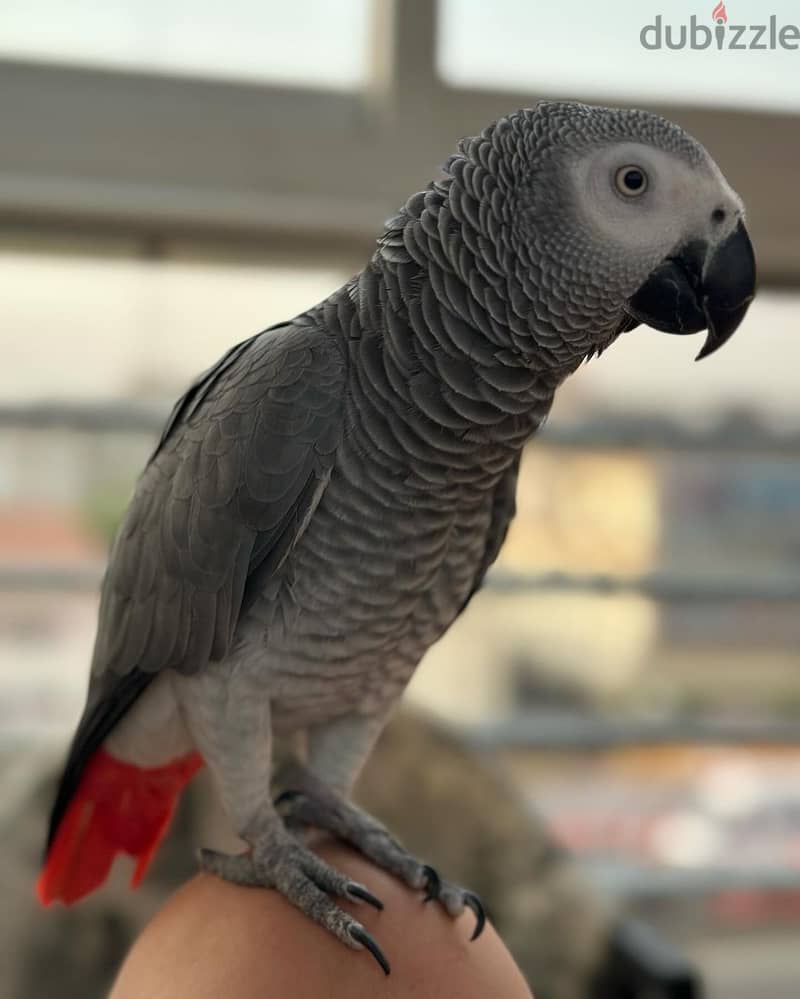 African grey parrot//  WhatsApp +97455792932 0