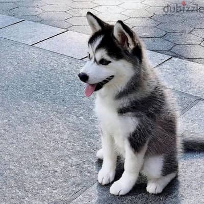 siberian Husky puppies //Whatsapp +971502618837