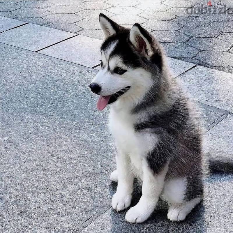 siberian Husky puppies //Whatsapp +971502618837 0