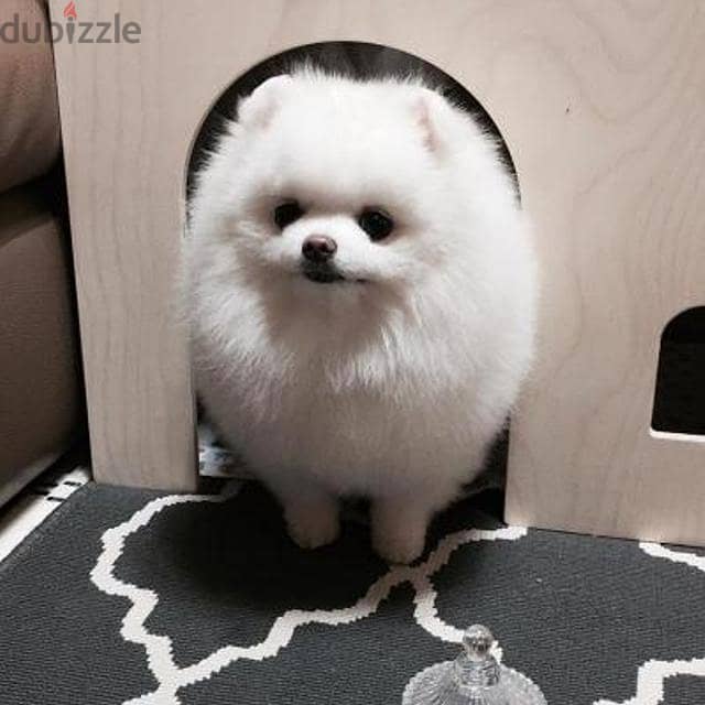 Awesome Teacup Pomeranian WhatsApp me through +18032580516 0