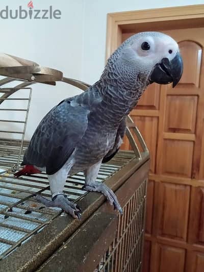 African grey parrots. WhatsApp me through +18032580516