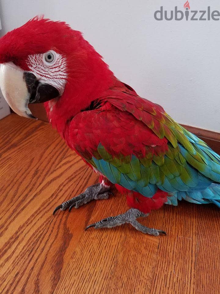 Adorable greenwing macaw parrots. WhatsApp me through +18032580516 0