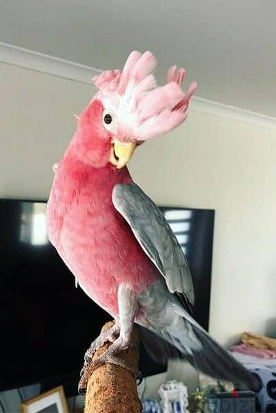 Super Tame Galah Cockatoo Parrots. WhatsApp me through +18032580516