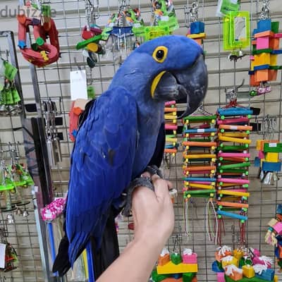 Adorable Talking Hyacinth Macaw. WhatsApp me through +18032580516