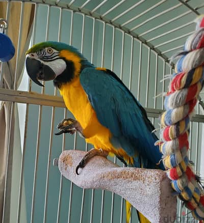 Talking Blue and Gold Macaw Parrots. WhatsApp me through +18032580516