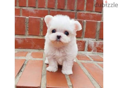 Teacup Maltese Puppies for sale. WhatsApp me through +18032580516