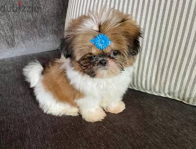 Awesome Teacup Shih Tzu puppies. WhatsApp me through +18032580516