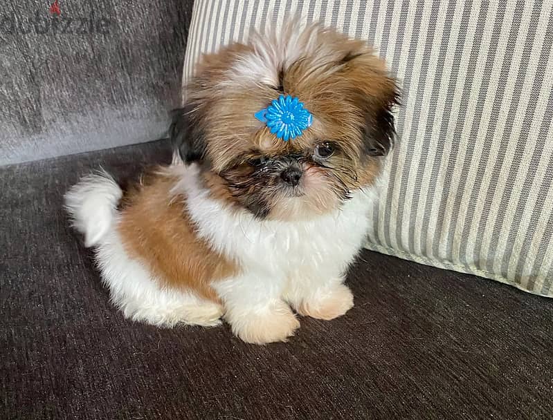 Awesome Teacup Shih Tzu puppies. WhatsApp me through +18032580516 0