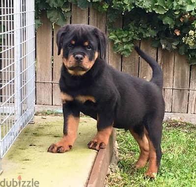 Friendly Rottweiler puppies. WhatsApp me through +18032580516