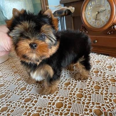 Teacup Yorkie puppies. WhatsApp me through +18032580516