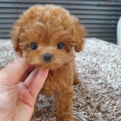 Toy Poodle Puppies for sale. WhatsApp me through +18032580516