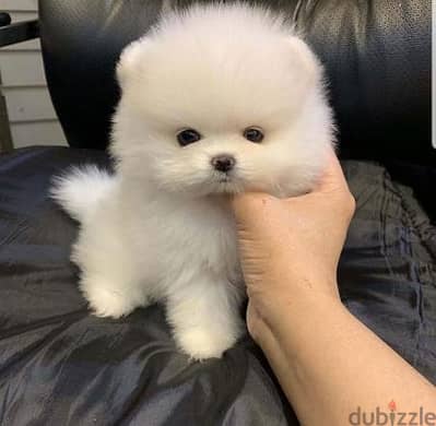 Available Pomeranian puppies. WhatsApp me through +18032580516